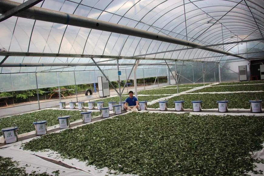 Чай Габа улун Нагомарі 50 г, сірий GABA з улунських кущів ручного збору 2025 р. 0861 фото
